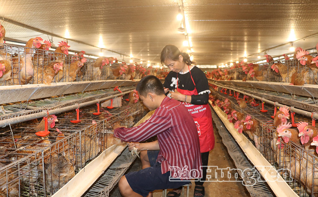 Xã Đức Hợp: Ứng dụng công nghệ cao trong chăn nuôi