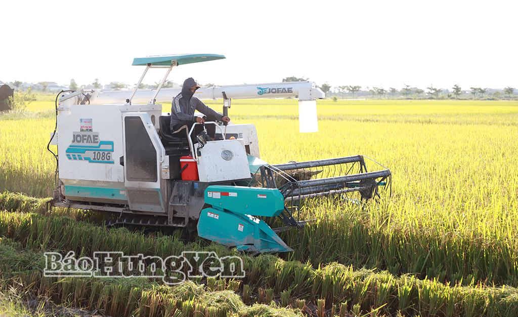 Mùa nối mùa trên đồng ruộng xã Nguyễn Trãi