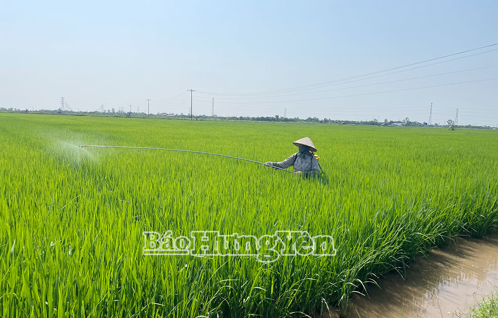 Nông dân xã Đức Hợp chăm sóc, bảo vệ lúa mùa