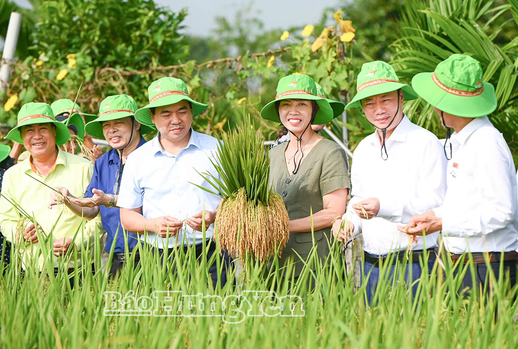 TBR19 – giống lúa thích ứng rộng, năng suất cao