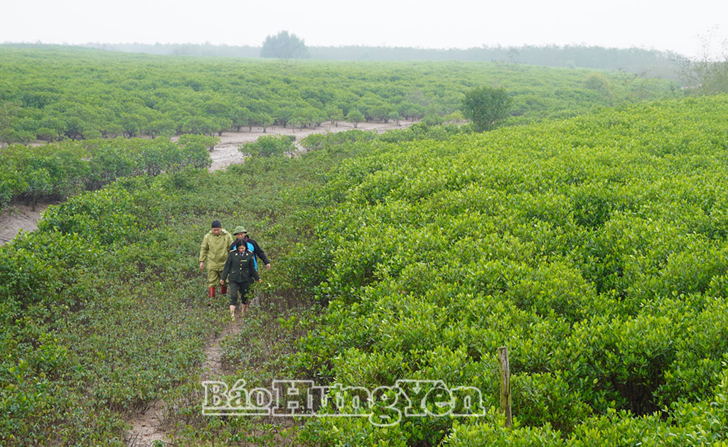 Xã Đông Thụy Anh: Bảo vệ và phát triển rừng ngập mặn