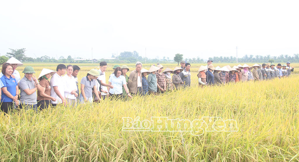 Nông thôn mới xanh từ đồng ruộng