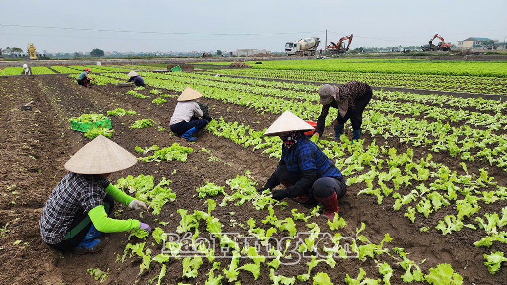 Sản xuất vụ đông theo hướng an toàn, hiệu quả, gắn với thị trường