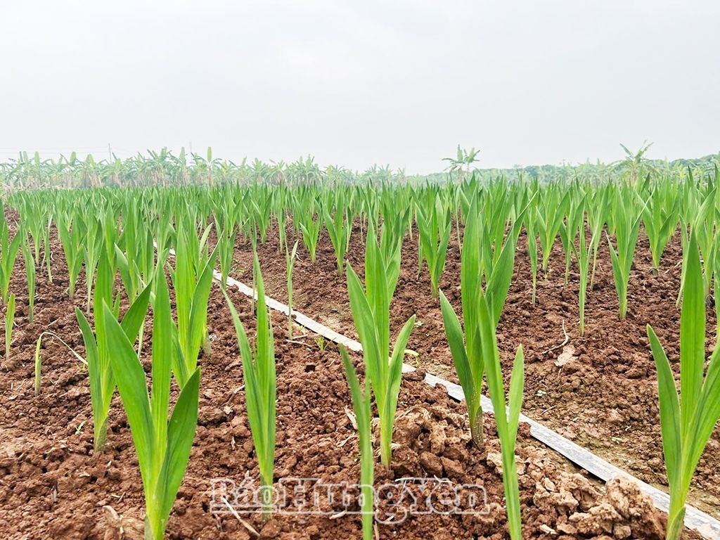Trồng hoa lay-ơn cho hiệu quả kinh tế cao