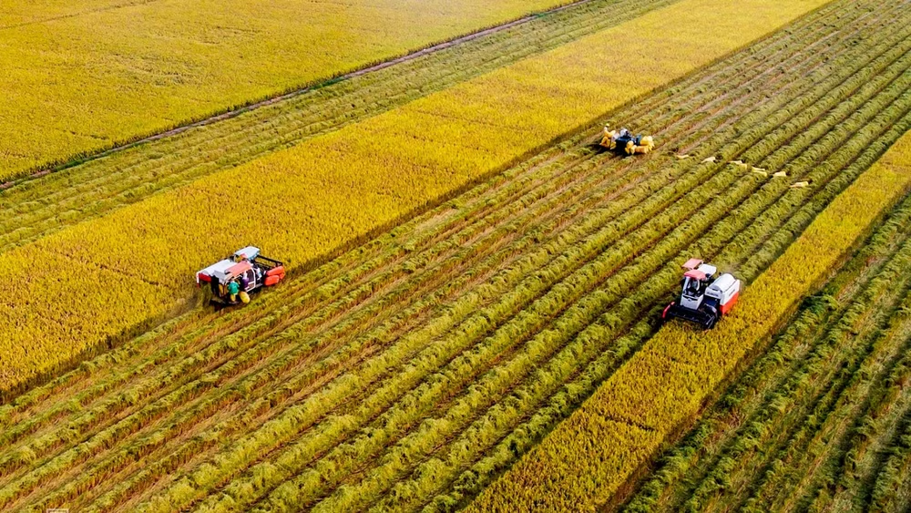 Sản xuất nông nghiệp vào cuộc đua nước rút cuối năm