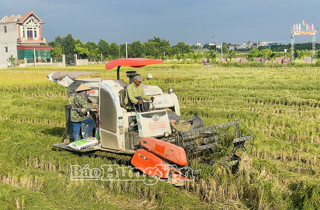Nông dân xã Thần Khê xuống đồng thu hoạch lúa mùa