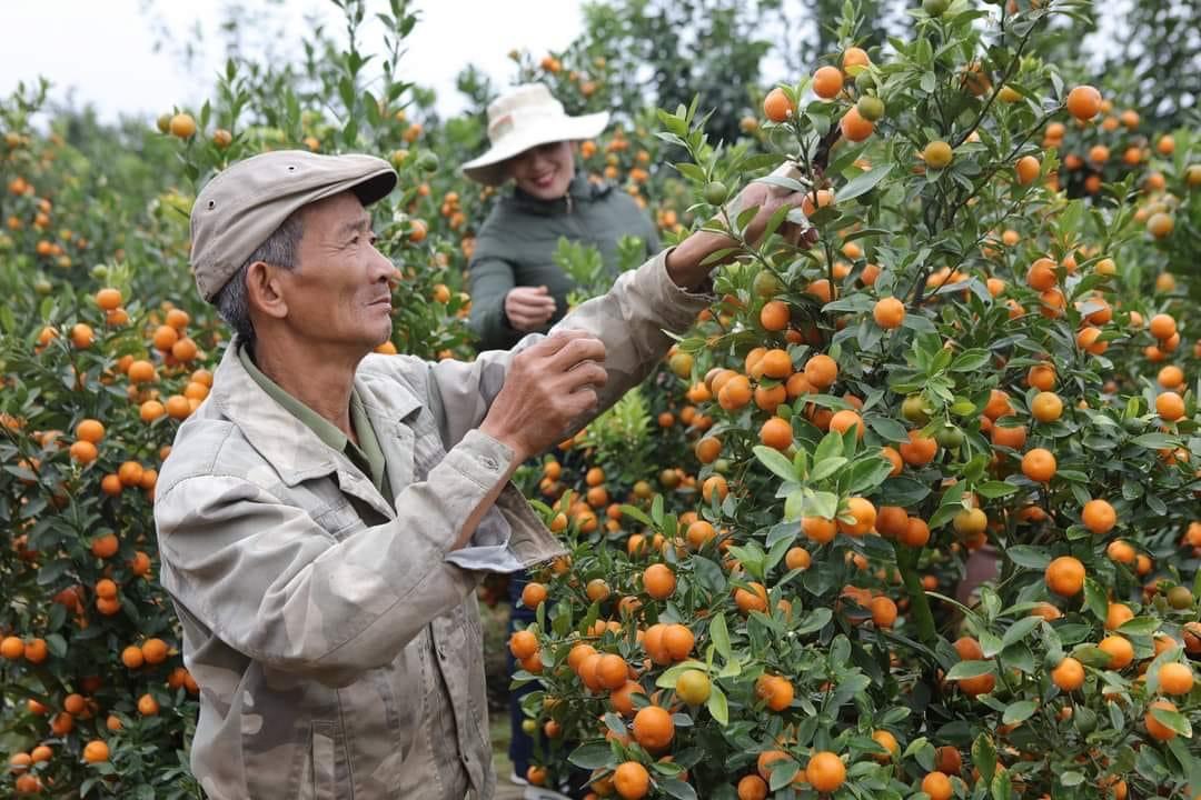 Thành phố Hưng Yên tập trung phát triển cây ăn quả chất lượng cao