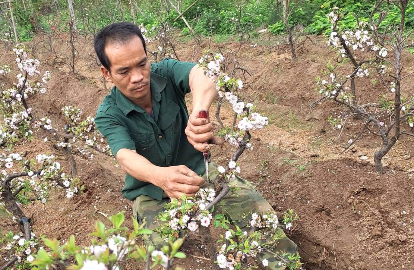 Nông dân thành phố Hưng Yên tích cực chăm sóc cây cảnh phục vụ dịp tết