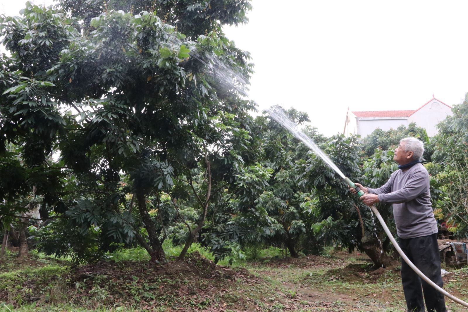 THÀNH PHỐ HƯNG YÊN CHĂM SÓC NHÃN THỜI KỲ RA HOA